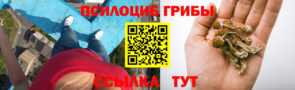 Стрежевой  Псилоцибиновые грибы Psilocybe  Вход с VPN 